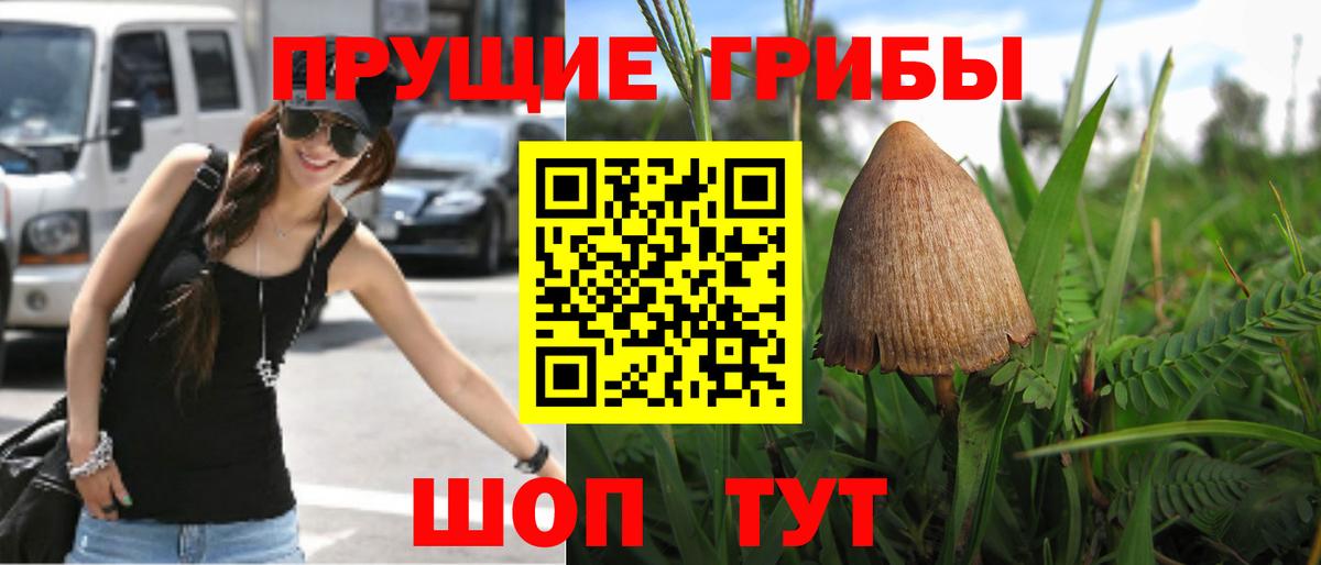 Галлюциногенные грибы Psilocybe  Галлюциногенные грибы Psilocybe  Вход с VPN  хочу   Кемерово 